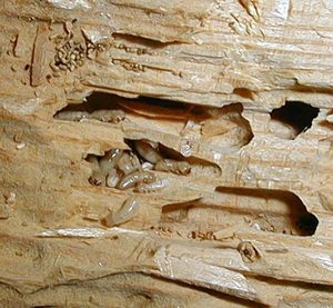 Termites