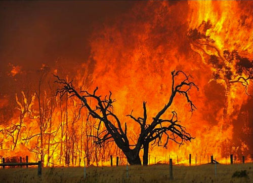 Building in a Bushfire Zone? Here’s What You Need to Know